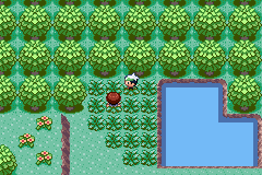 HACK ROM \POKEMON EMERALD HARD MODE